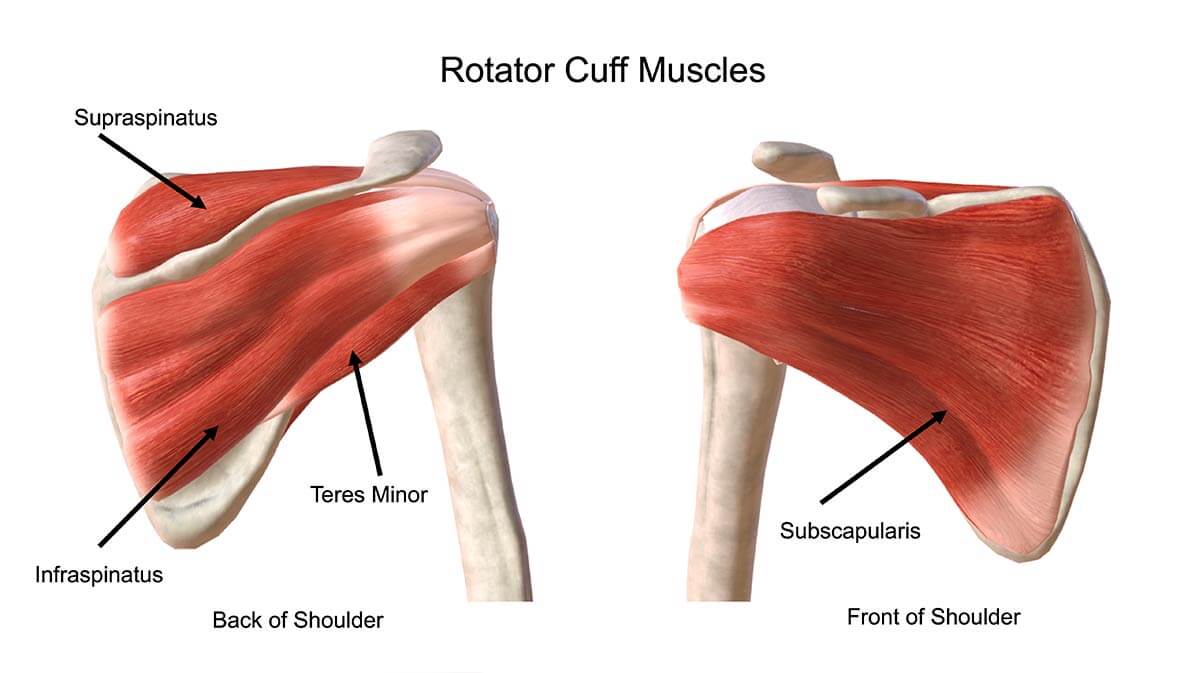 Rotator Cuff Injuries Explained  Rotator Cuff Injuries, Shoulder